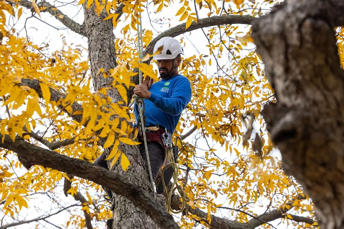Skilled Tree Trimming crew working in Cleveland
